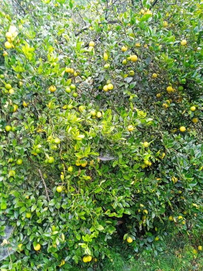  कागती बिक्री नभएपछि रस र चुक बनाइँदै 